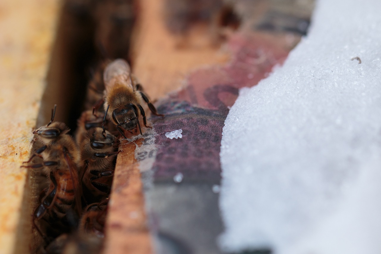 Basics of Eco-Friendly Beekeeping for Beginners